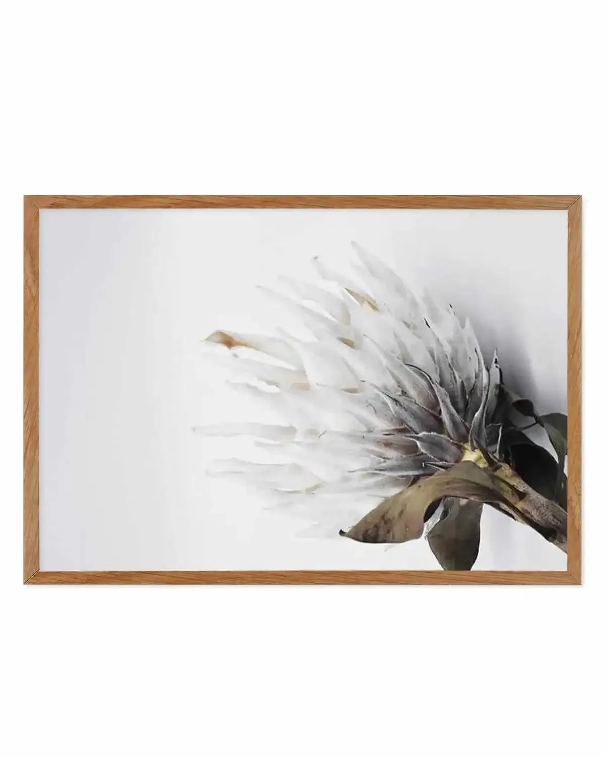 King Protea II Art Print from Olive et Oriel where you can shop wallpaper and artworks online