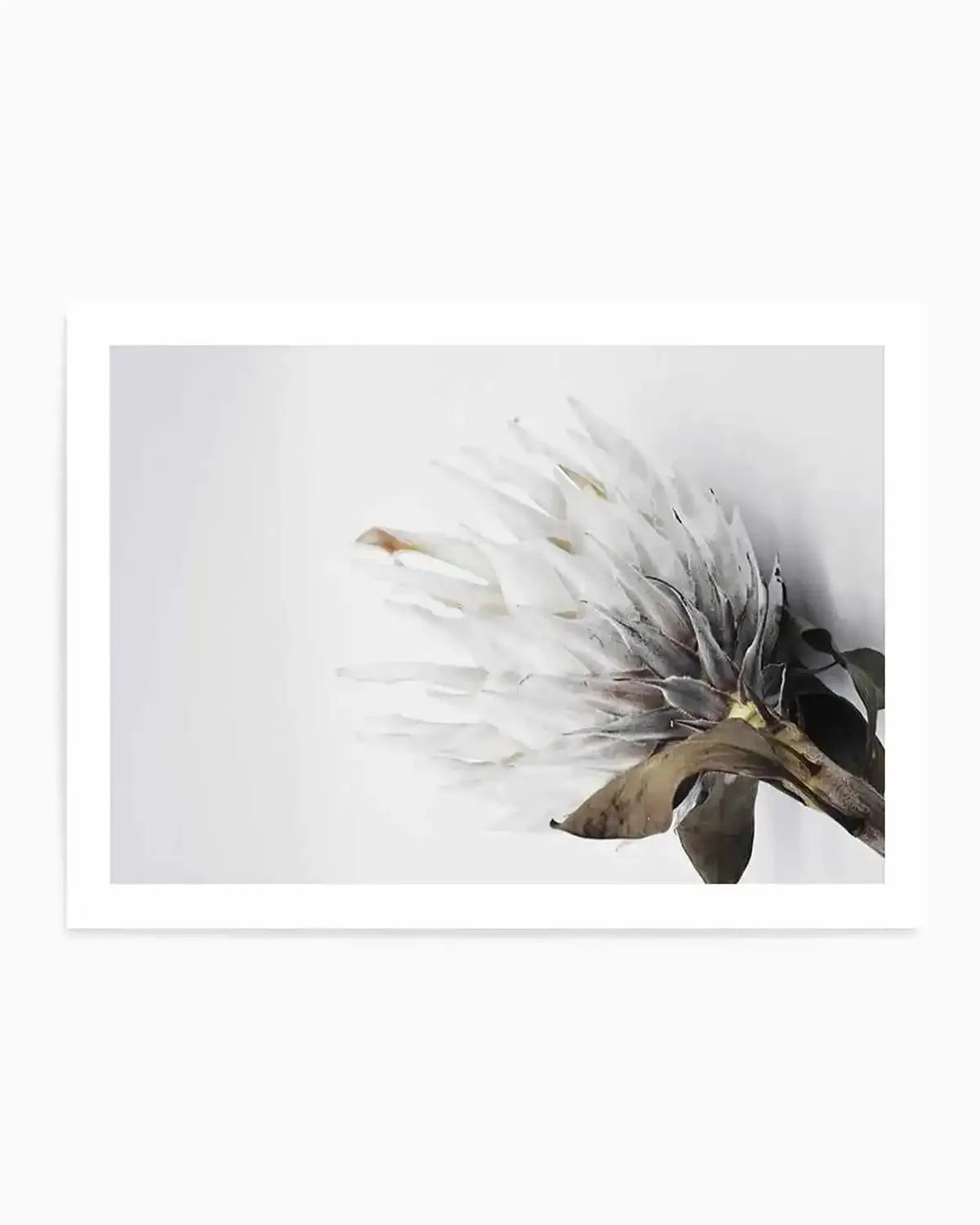 King Protea II Art Print from Olive et Oriel where you can shop wallpaper and artworks online