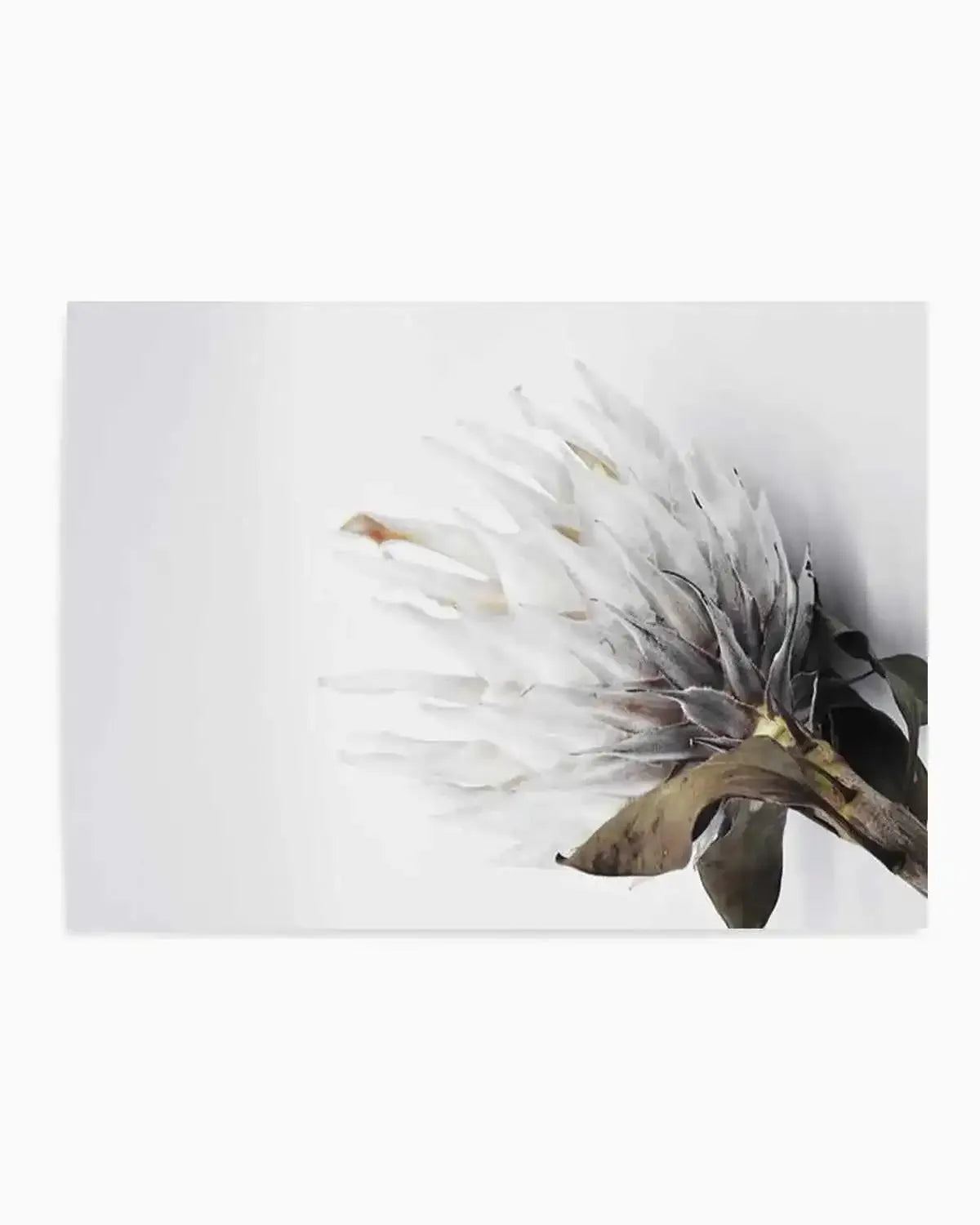 King Protea II Art Print from Olive et Oriel where you can shop wallpaper and artworks online