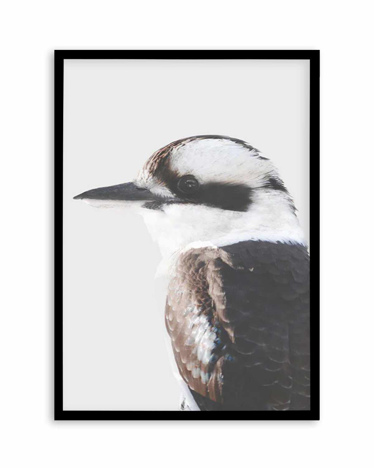 Kookaburra I Art Print