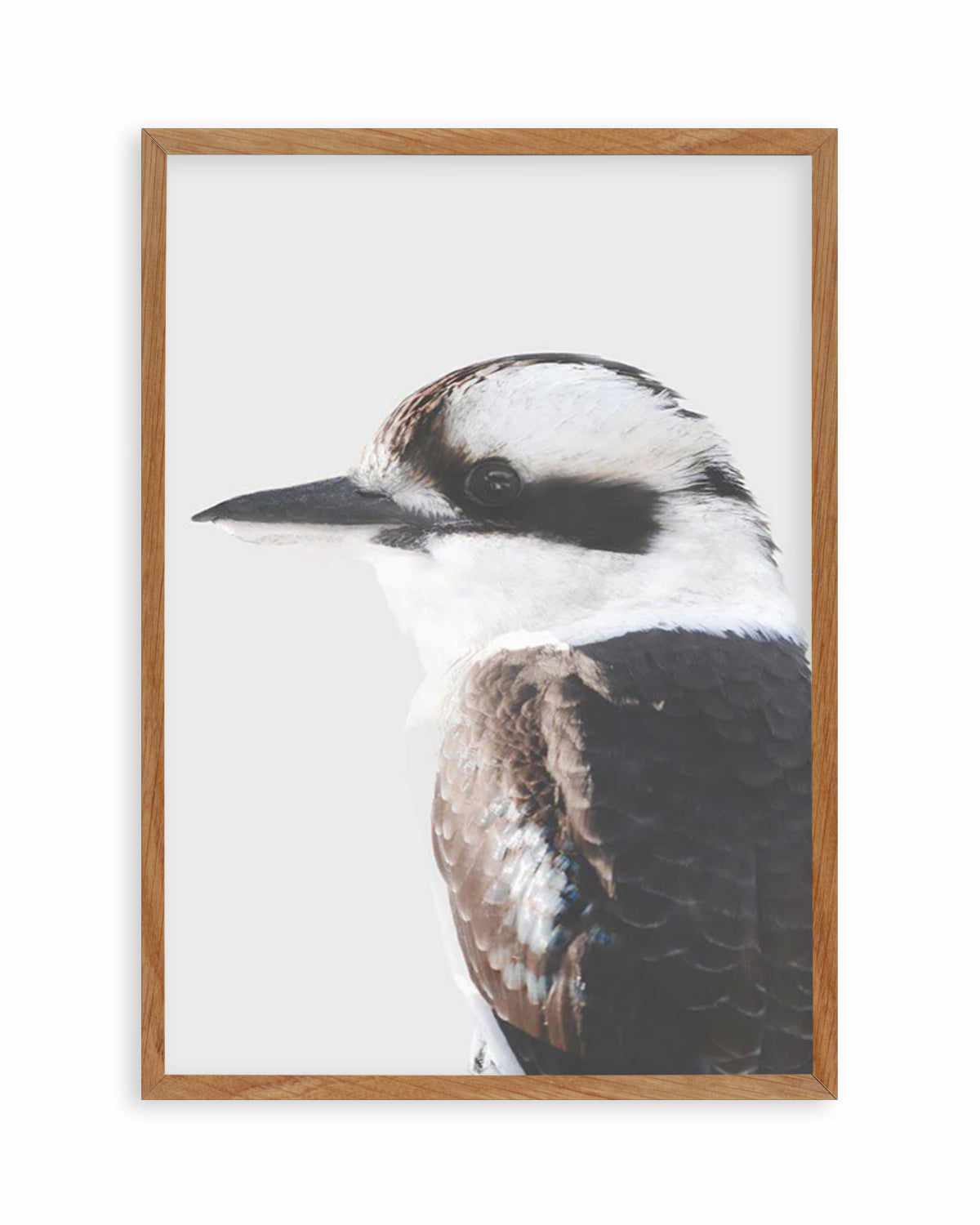 Kookaburra I Art Print