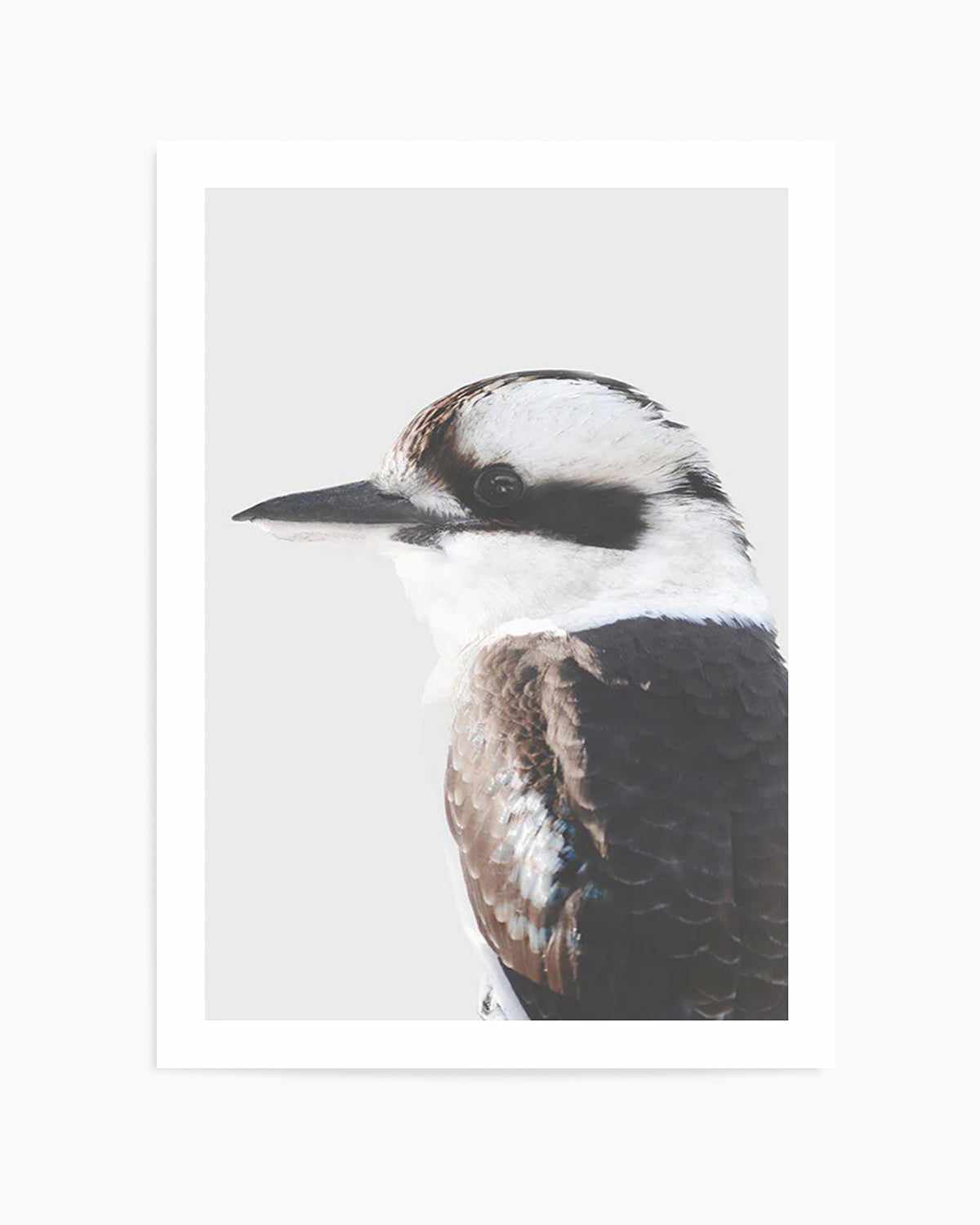 Kookaburra I Art Print