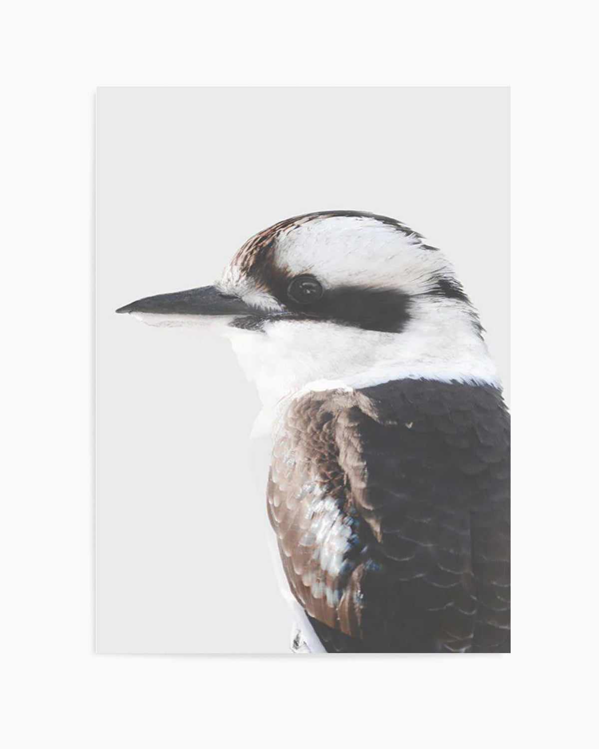 Kookaburra I Art Print