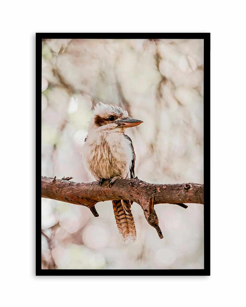 Kookaburras I Art Print