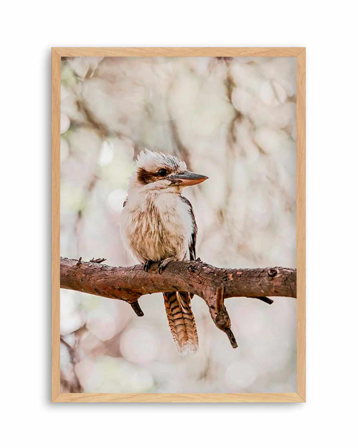 Kookaburras I Art Print