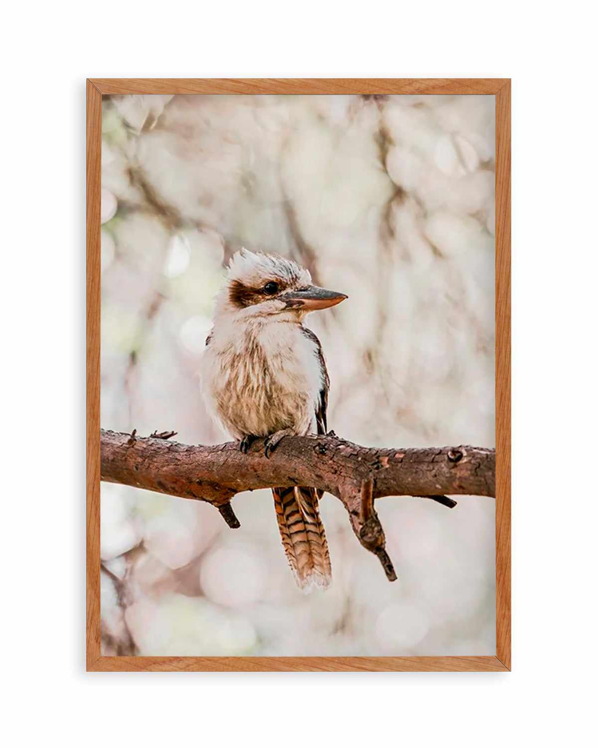 Kookaburras I Art Print