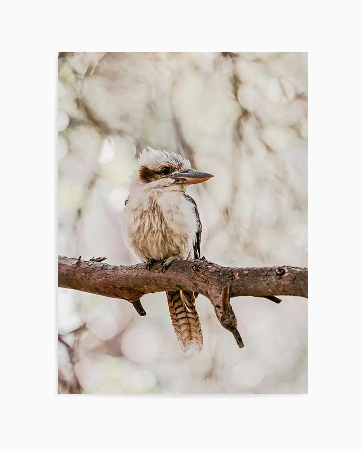 Kookaburras I Art Print