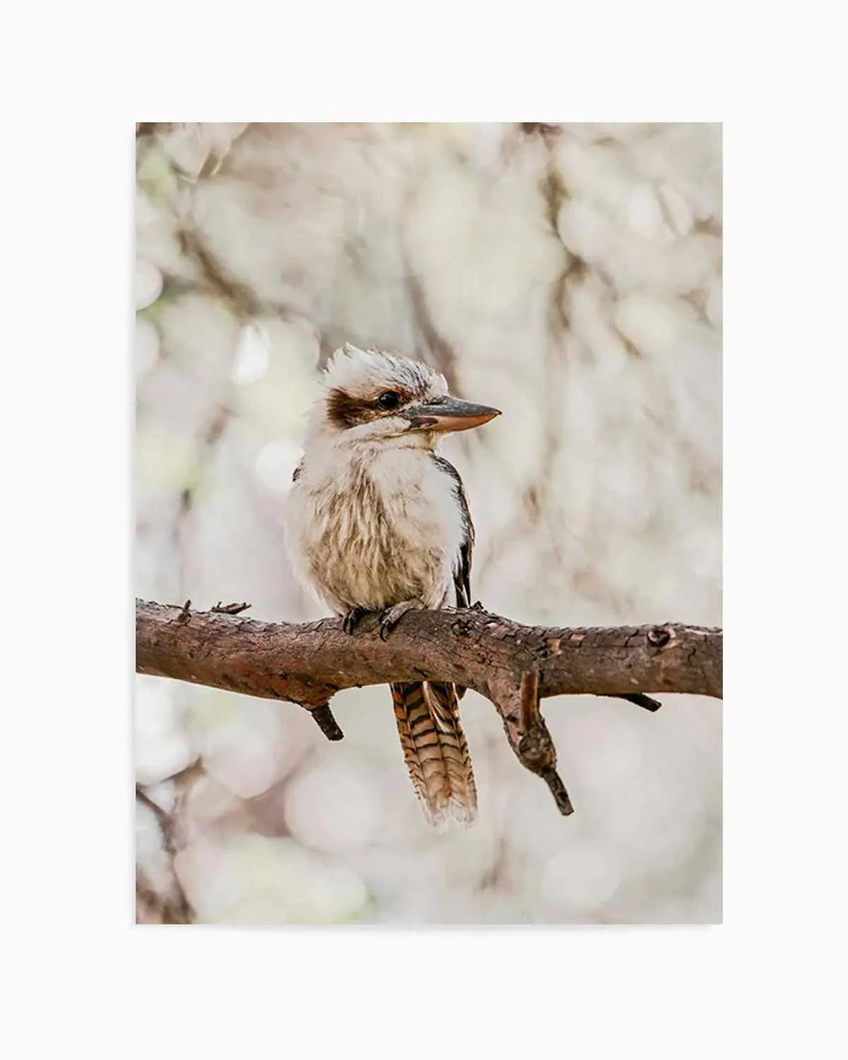 Kookaburras I Art Print from Olive et Oriel where you can shop wallpaper and artworks online