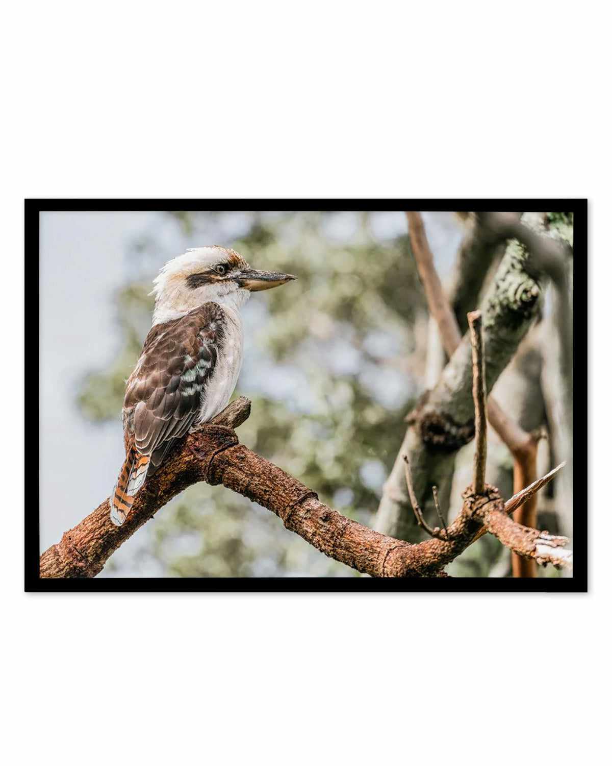 Kookaburras II Art Print