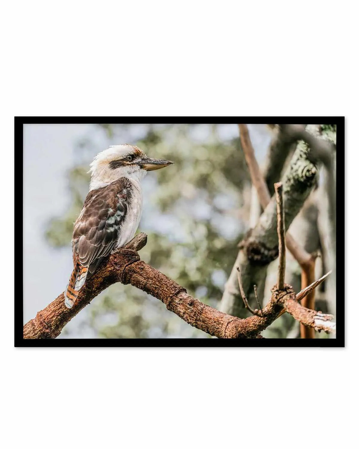 Kookaburras II Art Print from Olive et Oriel where you can shop wallpaper and artworks online