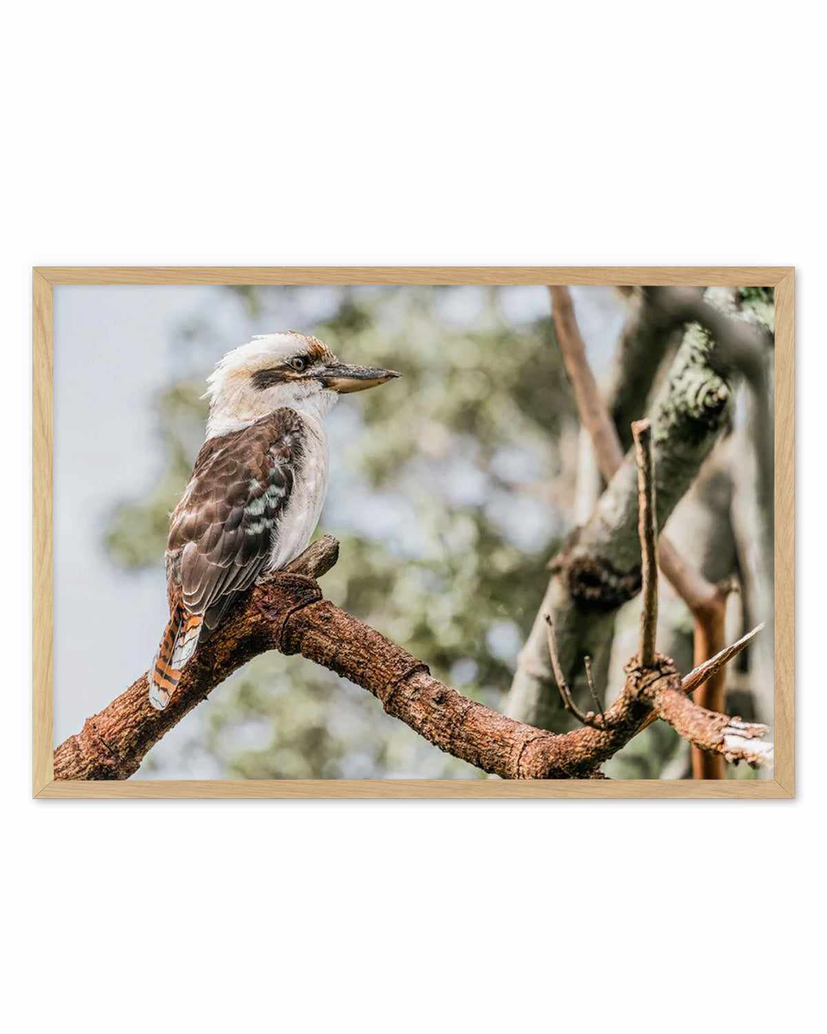 Kookaburras II Art Print