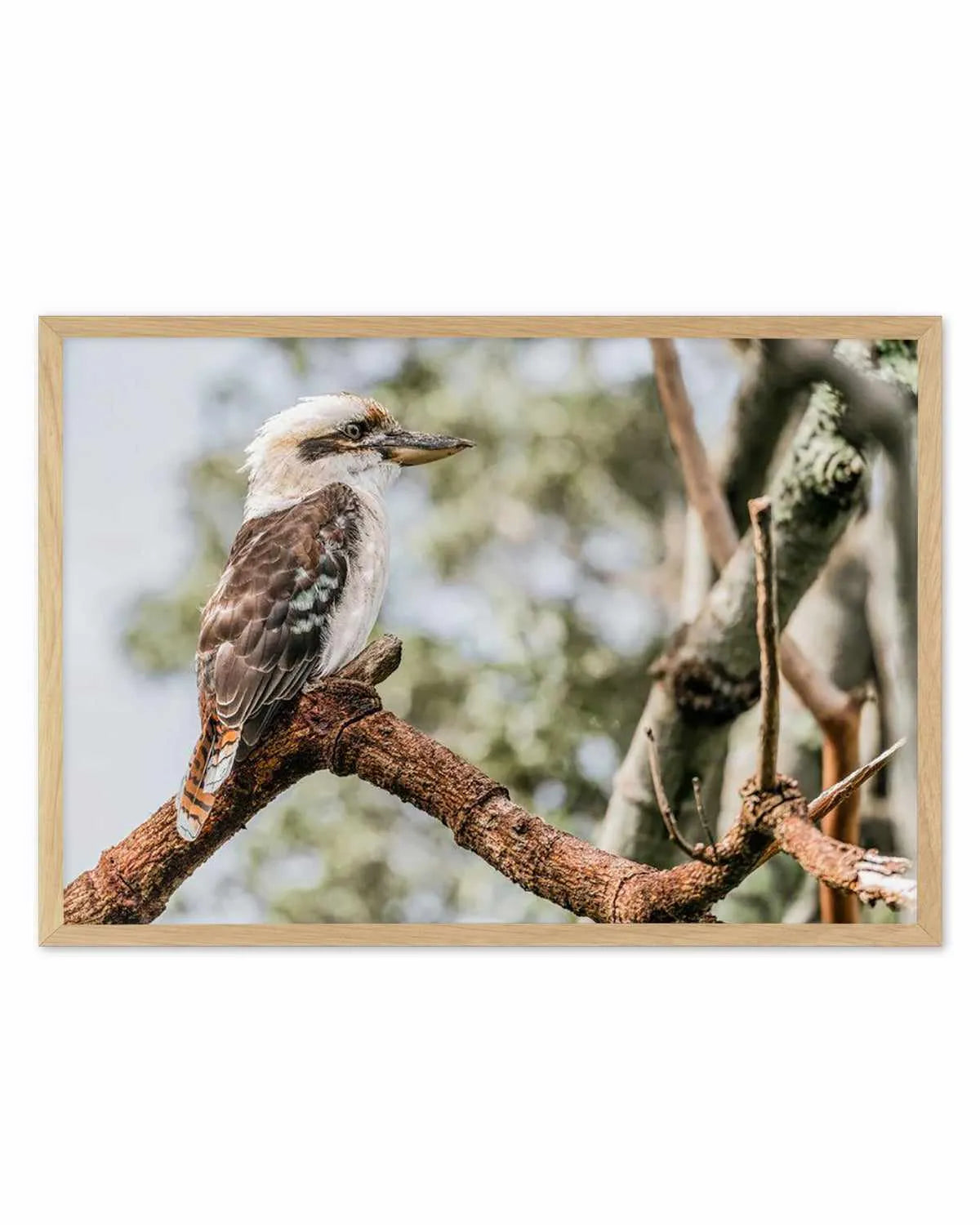 Kookaburras II Art Print from Olive et Oriel where you can shop wallpaper and artworks online