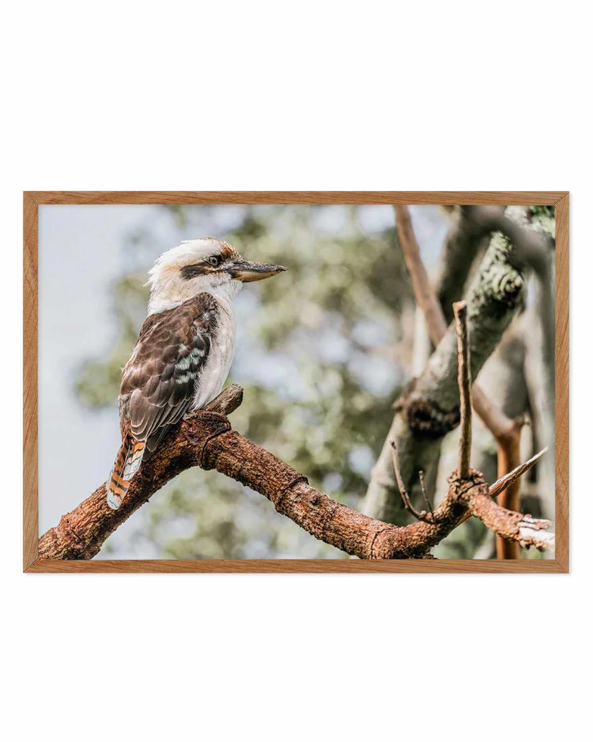 Kookaburras II Art Print