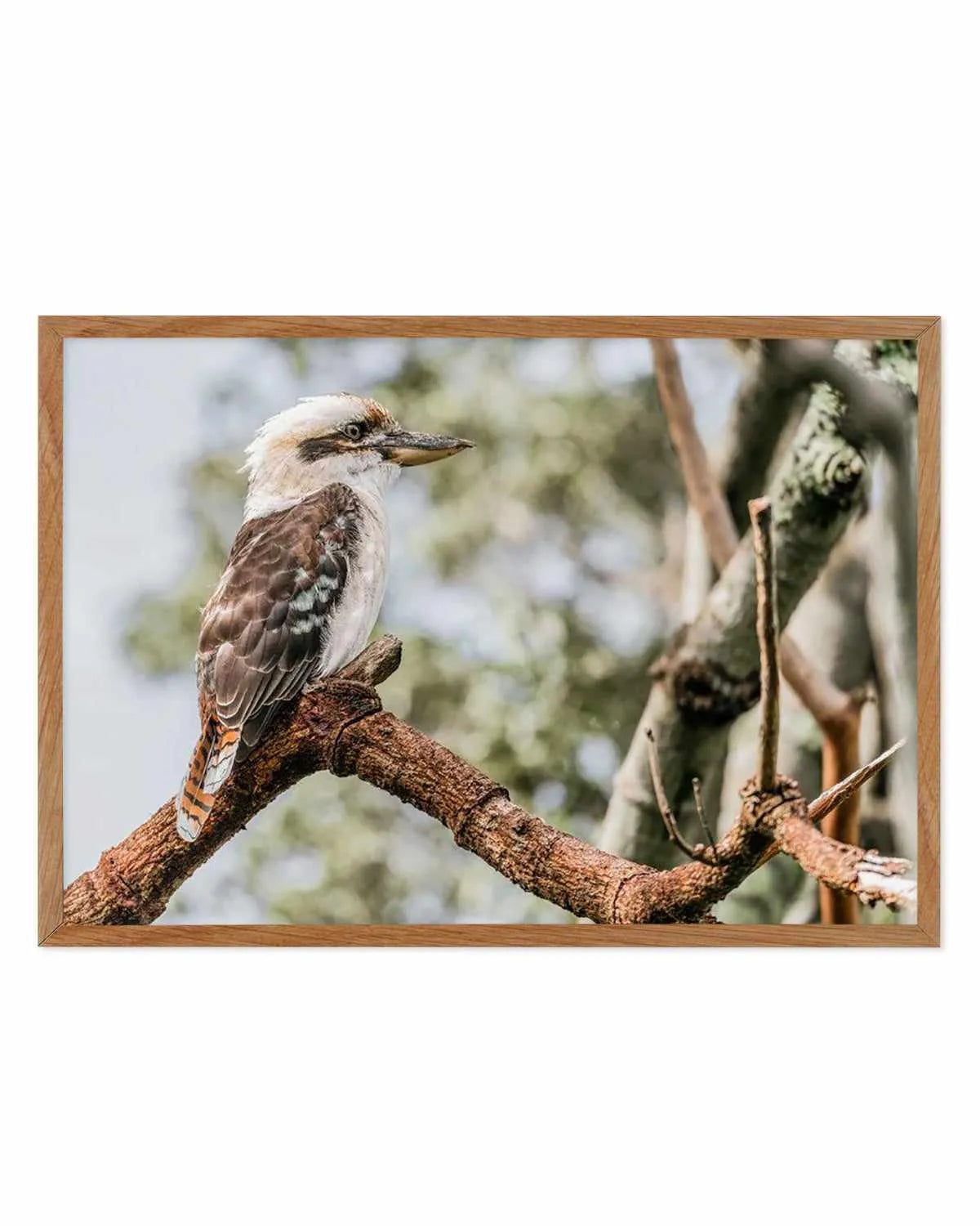 Kookaburras II Art Print from Olive et Oriel where you can shop wallpaper and artworks online