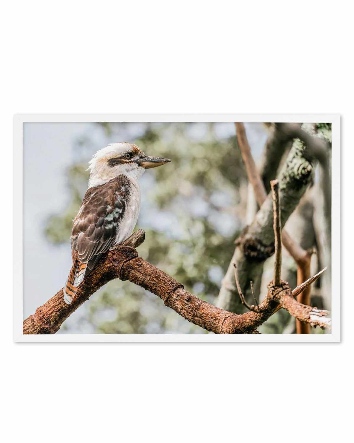 Kookaburras II Art Print