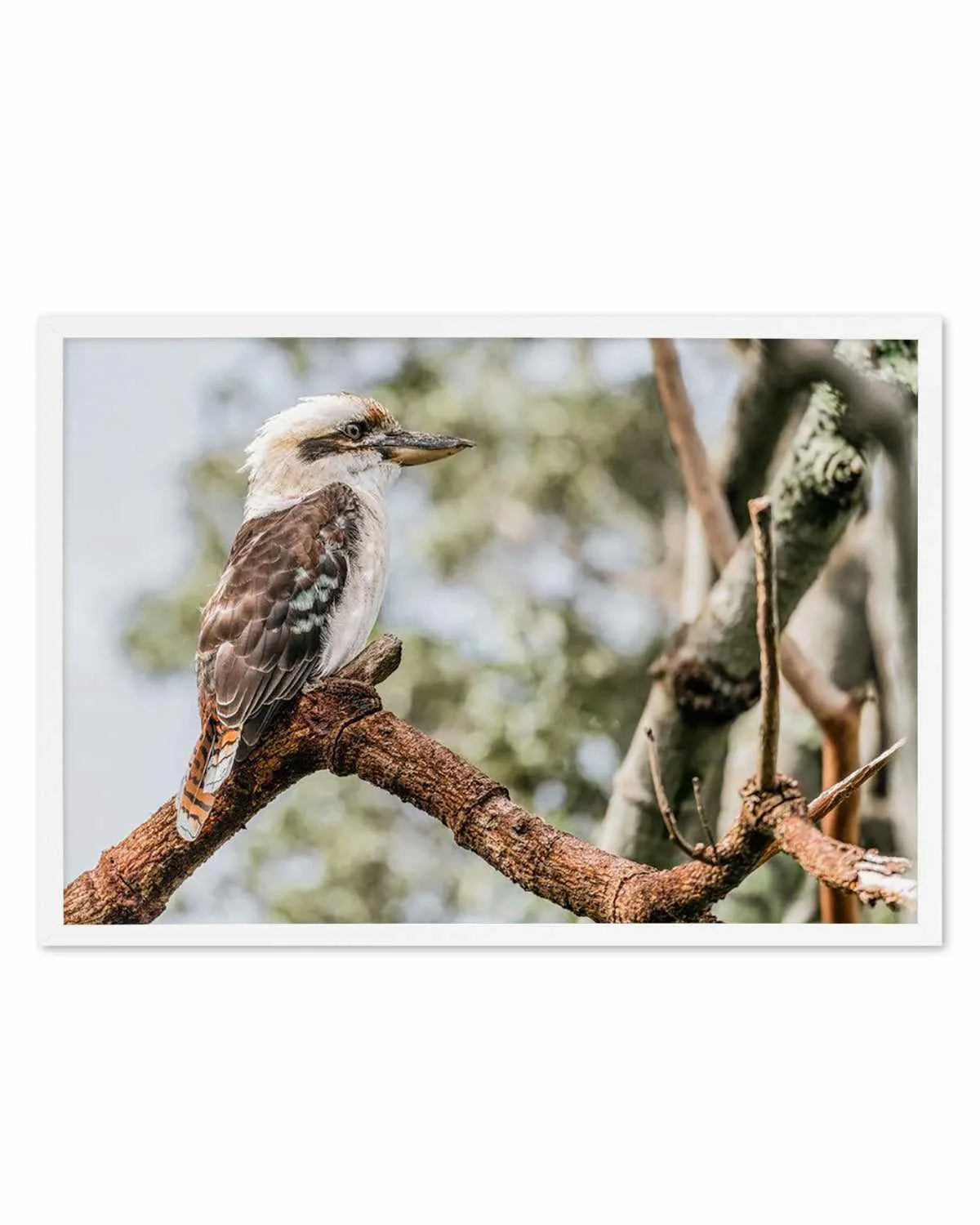 Kookaburras II Art Print from Olive et Oriel where you can shop wallpaper and artworks online