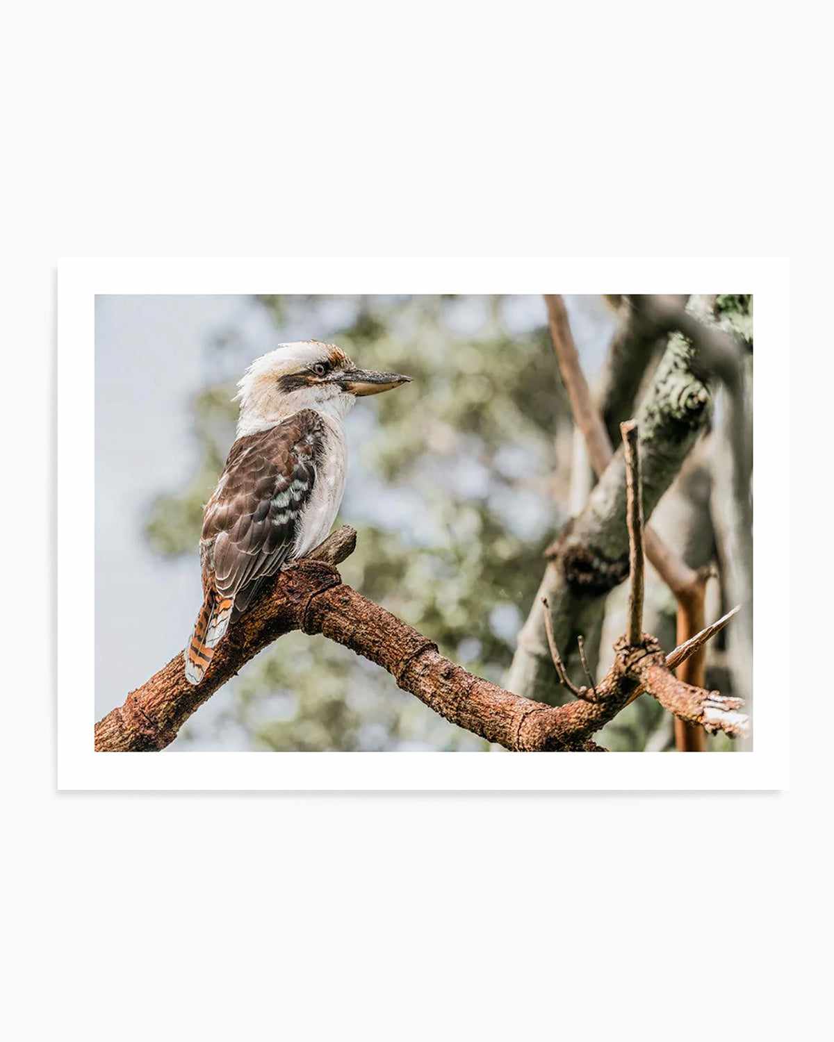 Kookaburras II Art Print