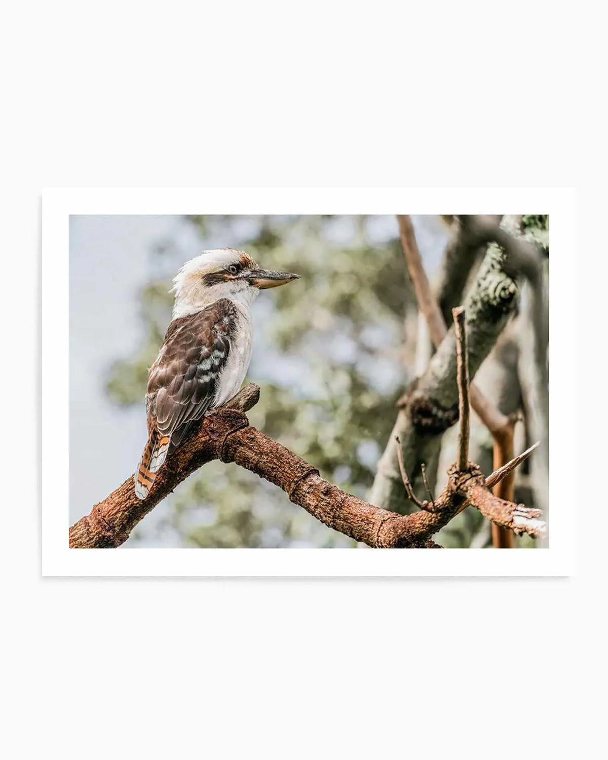 Kookaburras II Art Print from Olive et Oriel where you can shop wallpaper and artworks online