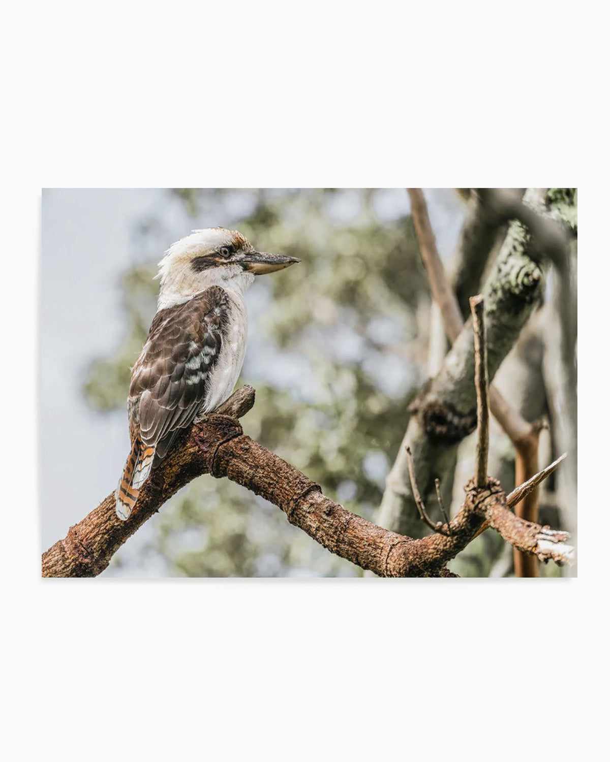 Kookaburras II Art Print