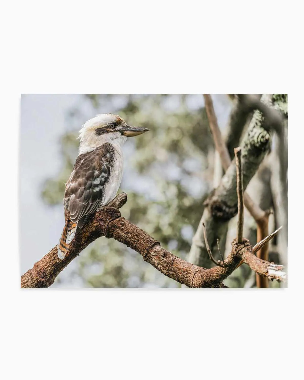 Kookaburras II Art Print from Olive et Oriel where you can shop wallpaper and artworks online