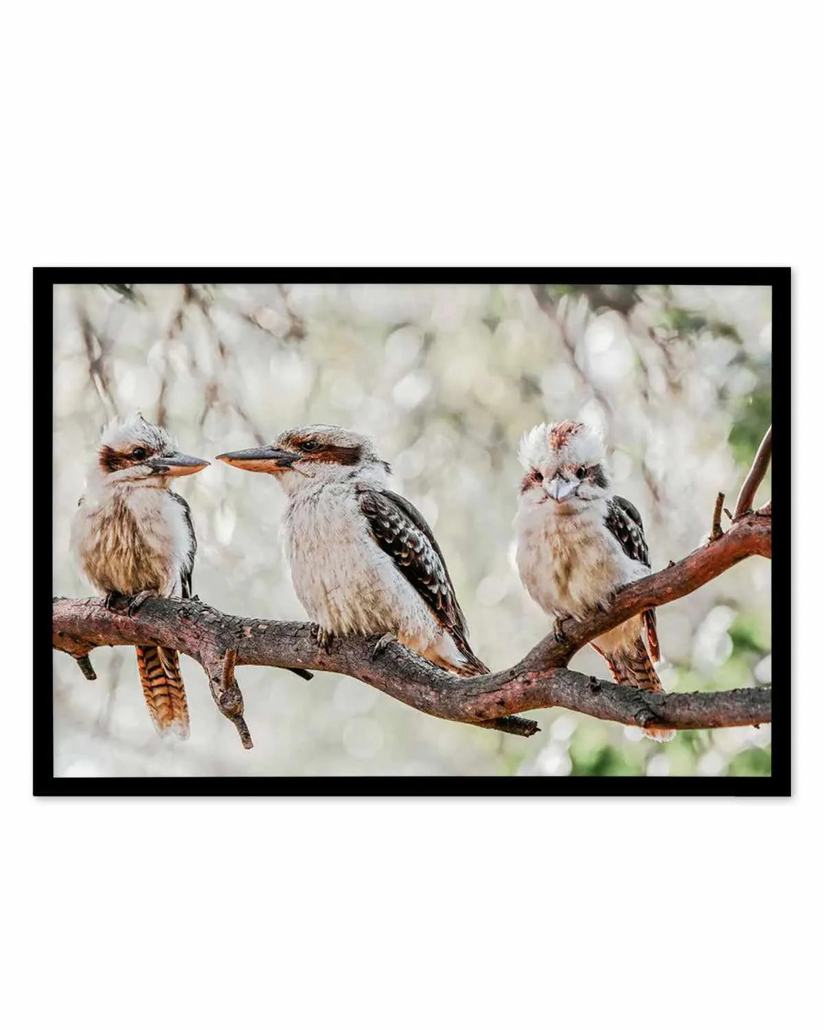 Kookaburras III Art Print from Olive et Oriel where you can shop wallpaper and artworks online
