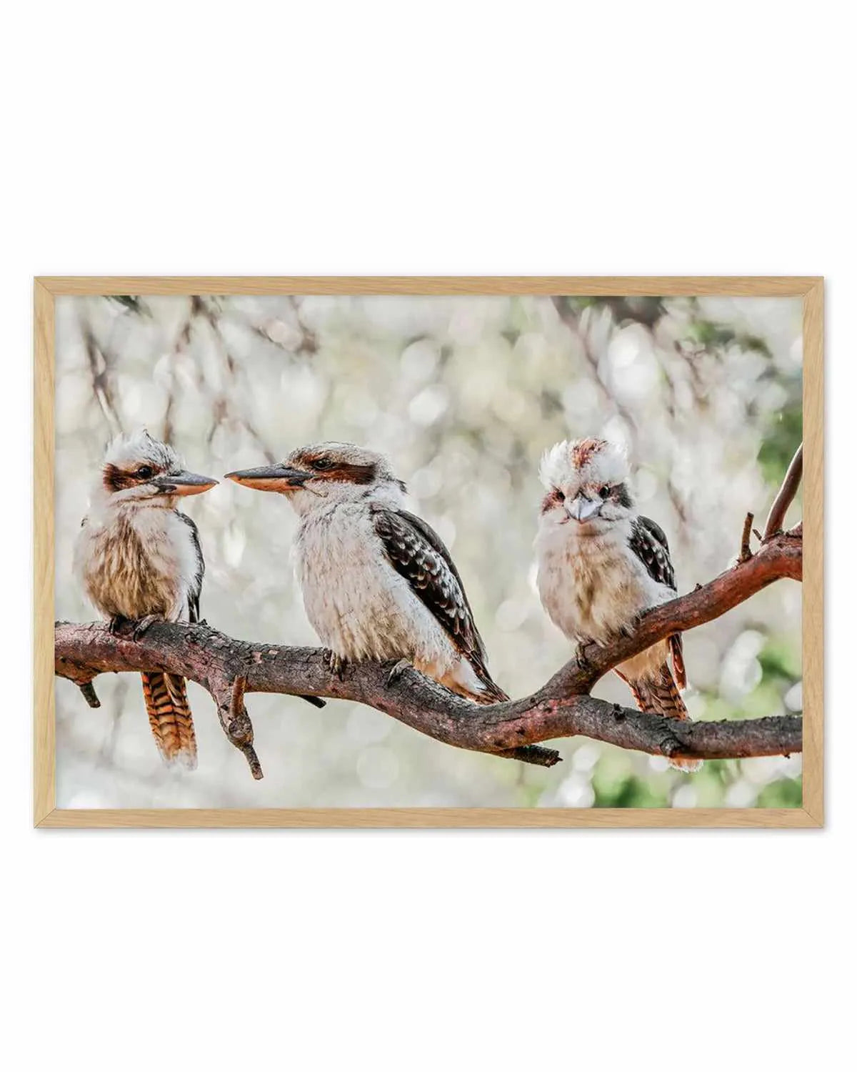 Kookaburras III Art Print from Olive et Oriel where you can shop wallpaper and artworks online