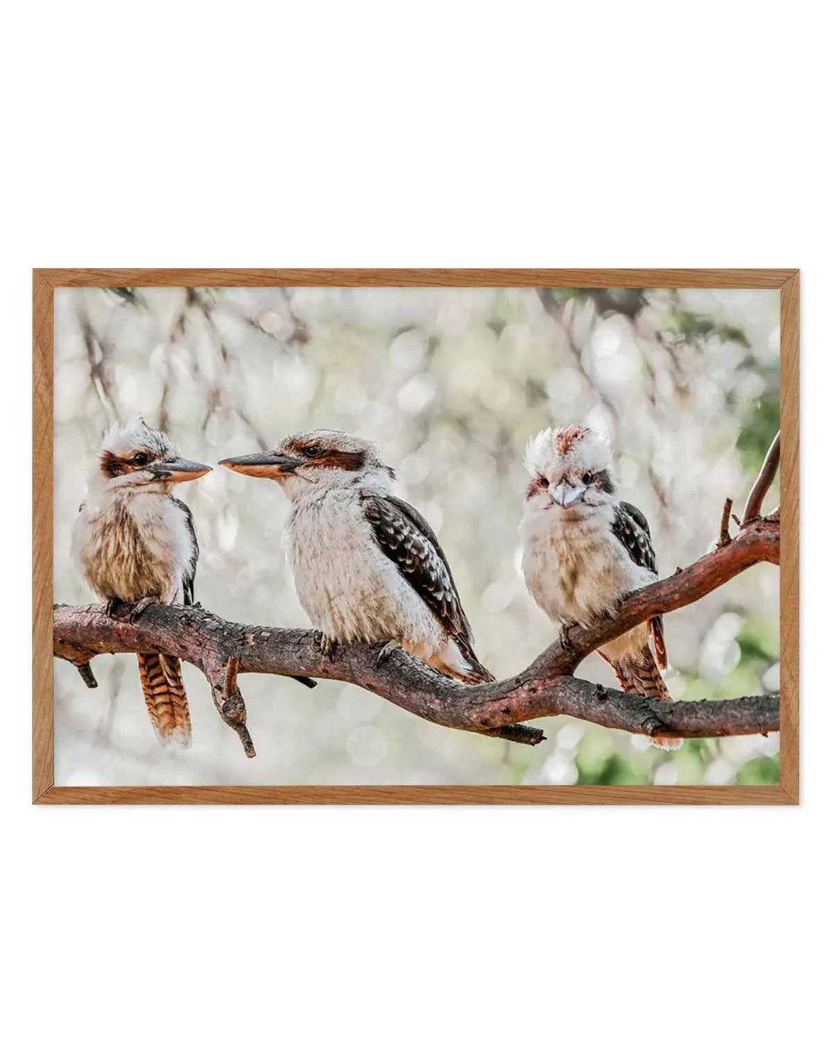 Kookaburras III Art Print from Olive et Oriel where you can shop wallpaper and artworks online