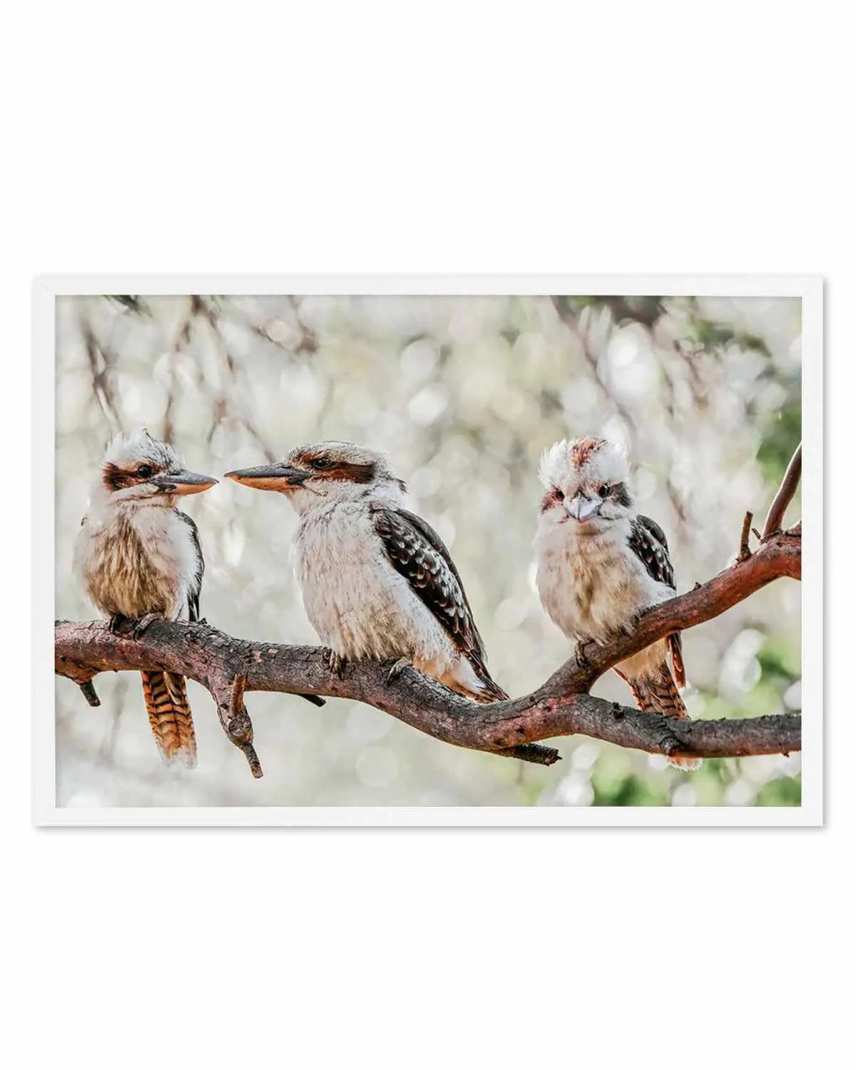Kookaburras III Art Print from Olive et Oriel where you can shop wallpaper and artworks online
