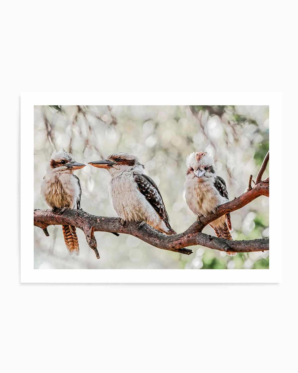 Kookaburras III Art Print