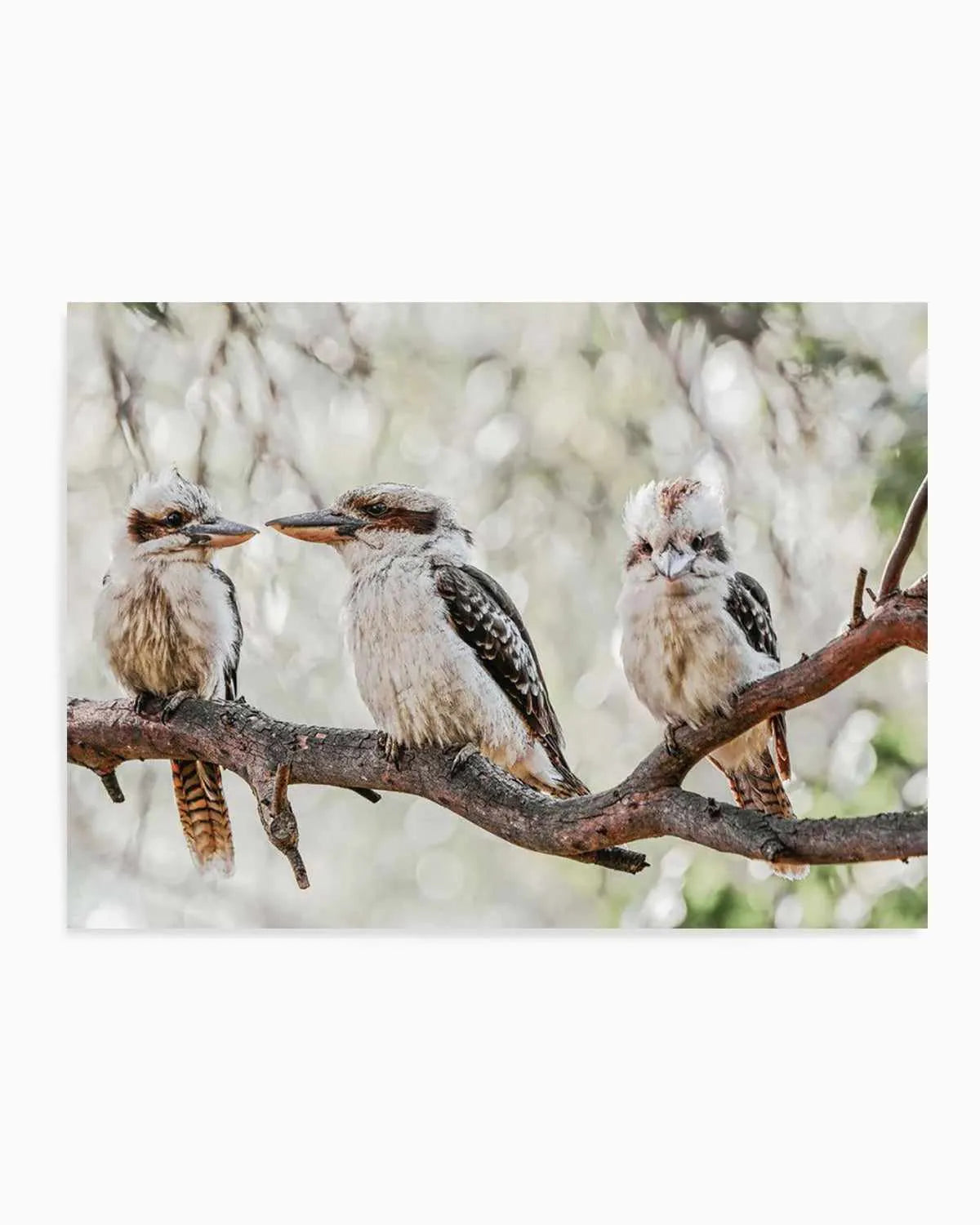 Kookaburras III Art Print from Olive et Oriel where you can shop wallpaper and artworks online