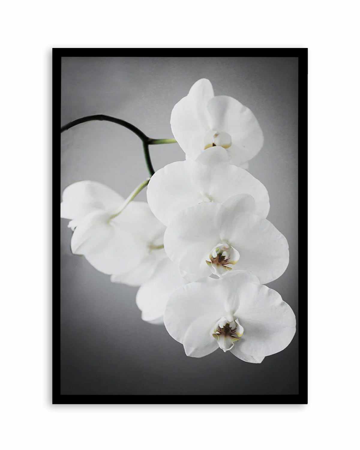 L'ombre Orchid Art Print