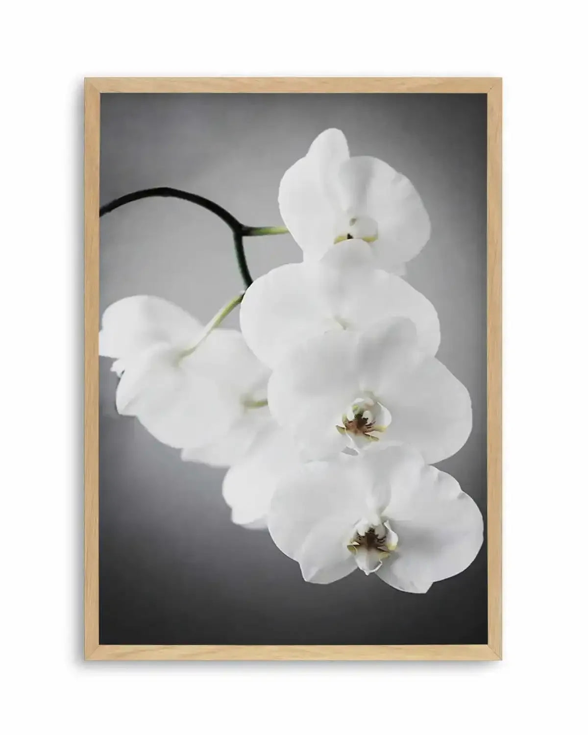 L'ombre Orchid Art Print from Olive et Oriel where you can shop wallpaper and artworks online