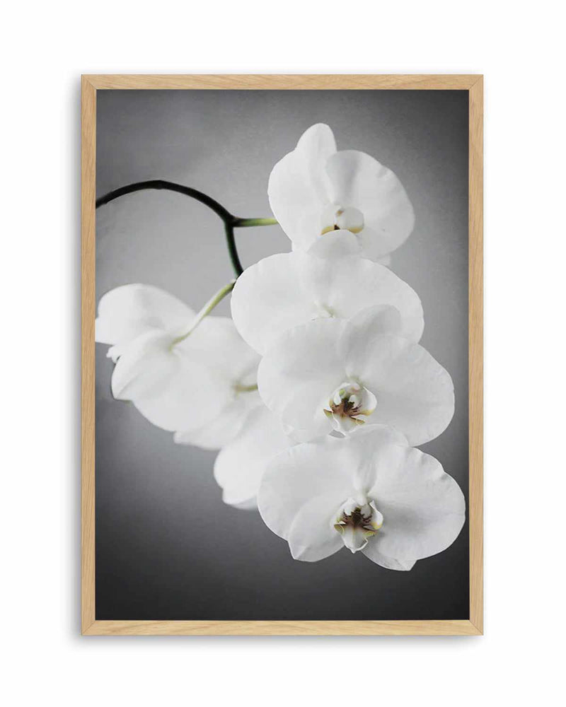 L'ombre Orchid Art Print