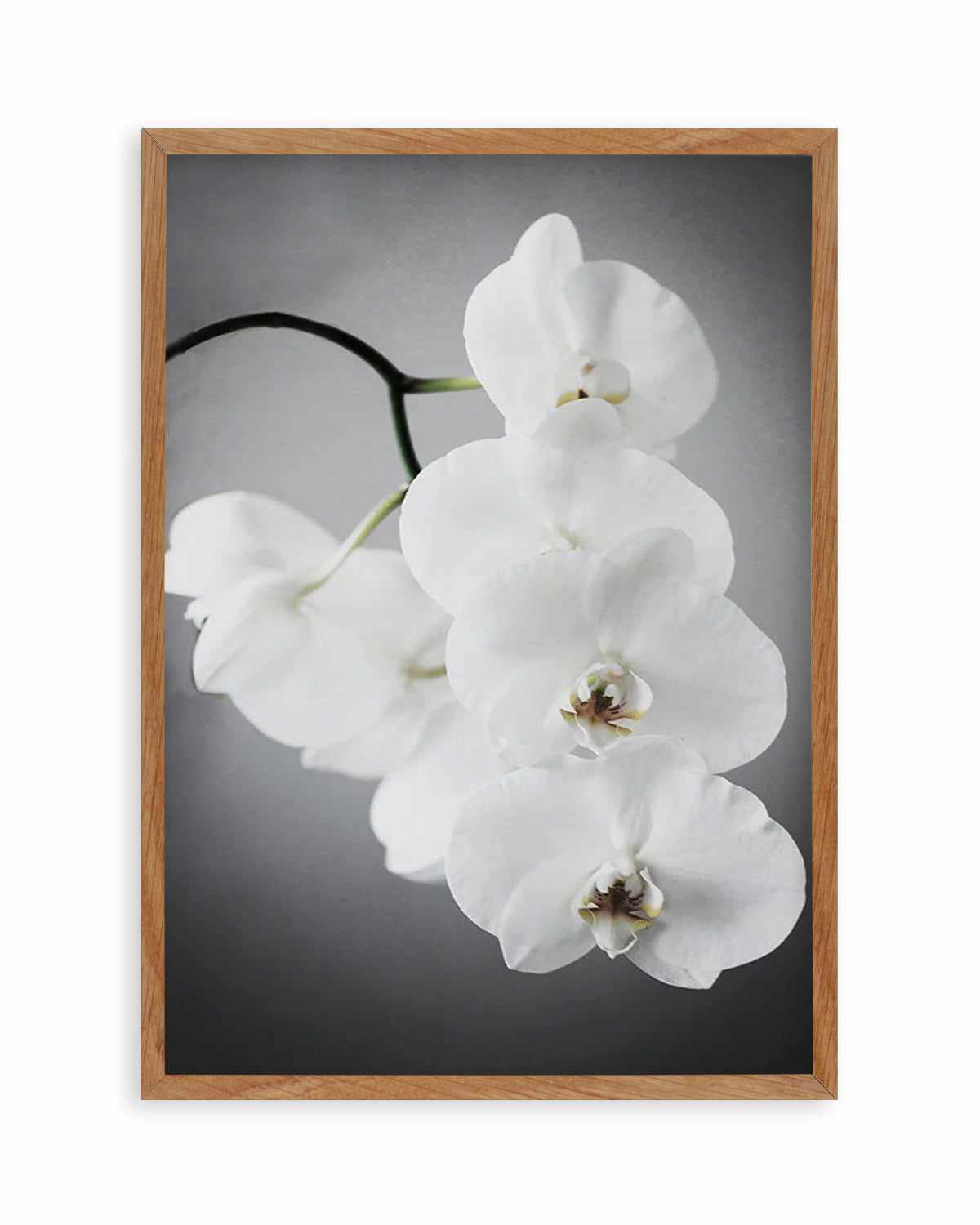 L'ombre Orchid Art Print