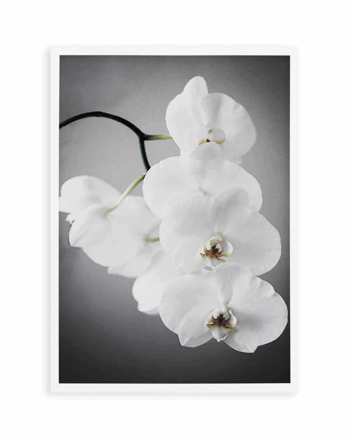 L'ombre Orchid Art Print