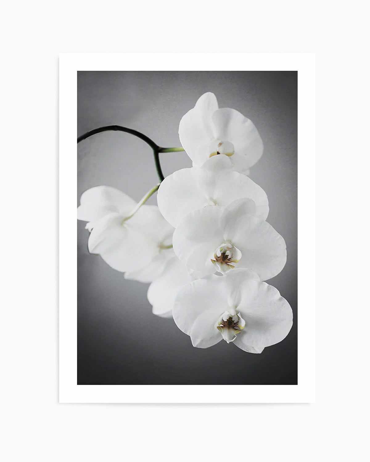 L'ombre Orchid Art Print