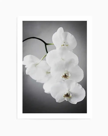 Framed photograph of a cluster of white orchid blooms against a soft grey background, with natural wood frame and white border. The composition features five delicate orchids with subtle cream and brown centers, captured with a shallow depth of field.