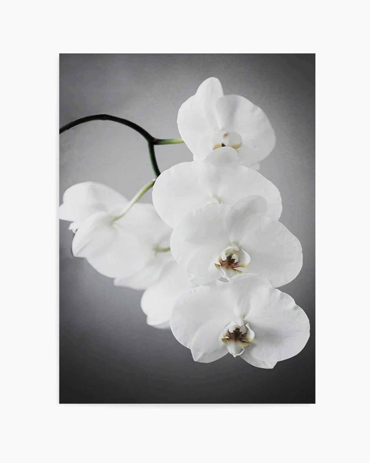 L'ombre Orchid Art Print