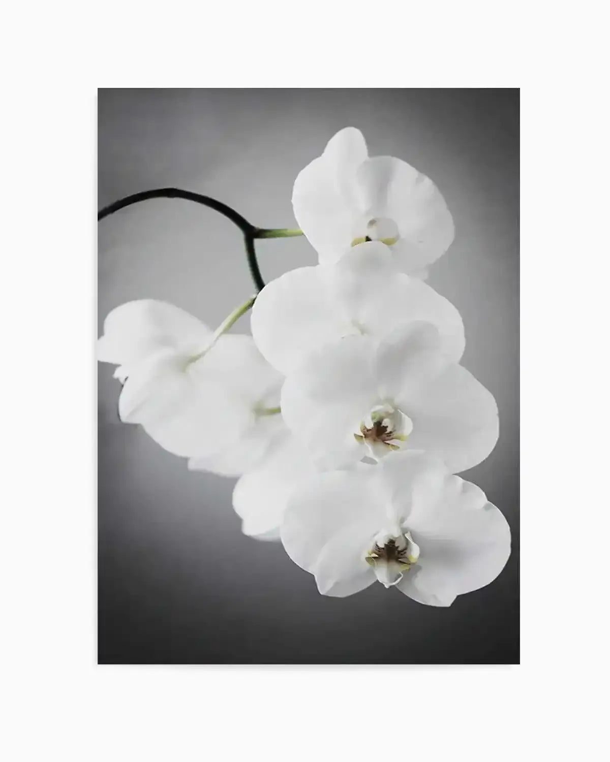 L'ombre Orchid Art Print from Olive et Oriel where you can shop wallpaper and artworks online