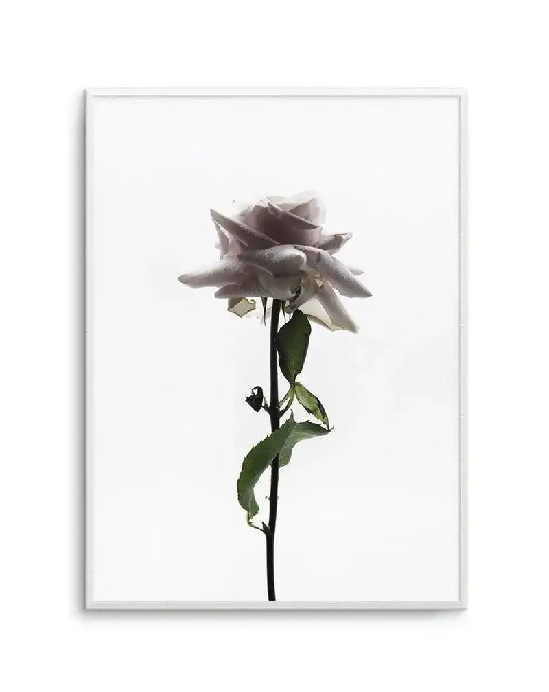 La Ballerine Art Print framed in white, featuring a single pale gray-white rose with layered, ruffled petals against a white background. The rose stem is dark green with several leaves positioned along its length. The photograph has a soft, delicate quality with subtle shadows and tonal variations in the petals, creating depth. The art print is displayed in a simple white frame with a white border.