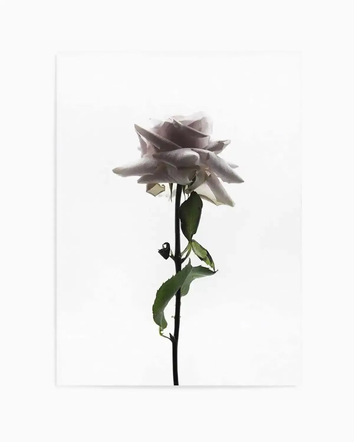 La Ballerine Art Print from Olive et Oriel where you can shop wallpaper and artworks online