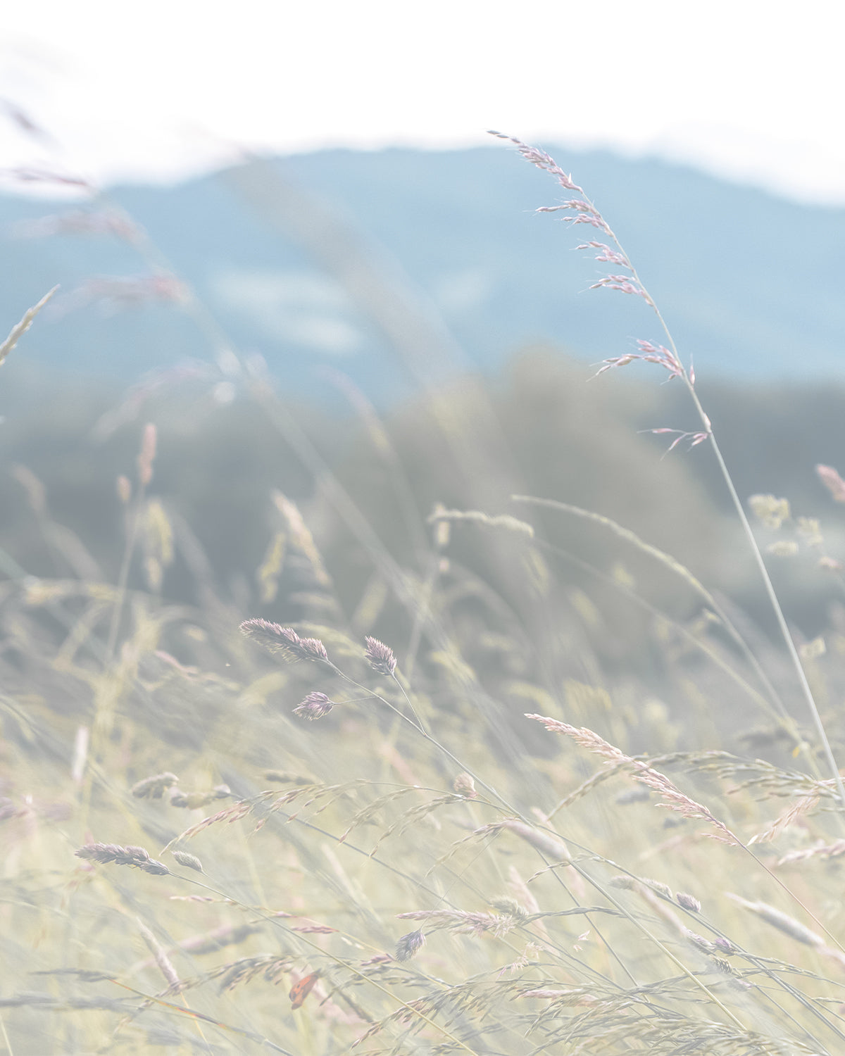 Lavender Fields Photo Mural Wallpaper