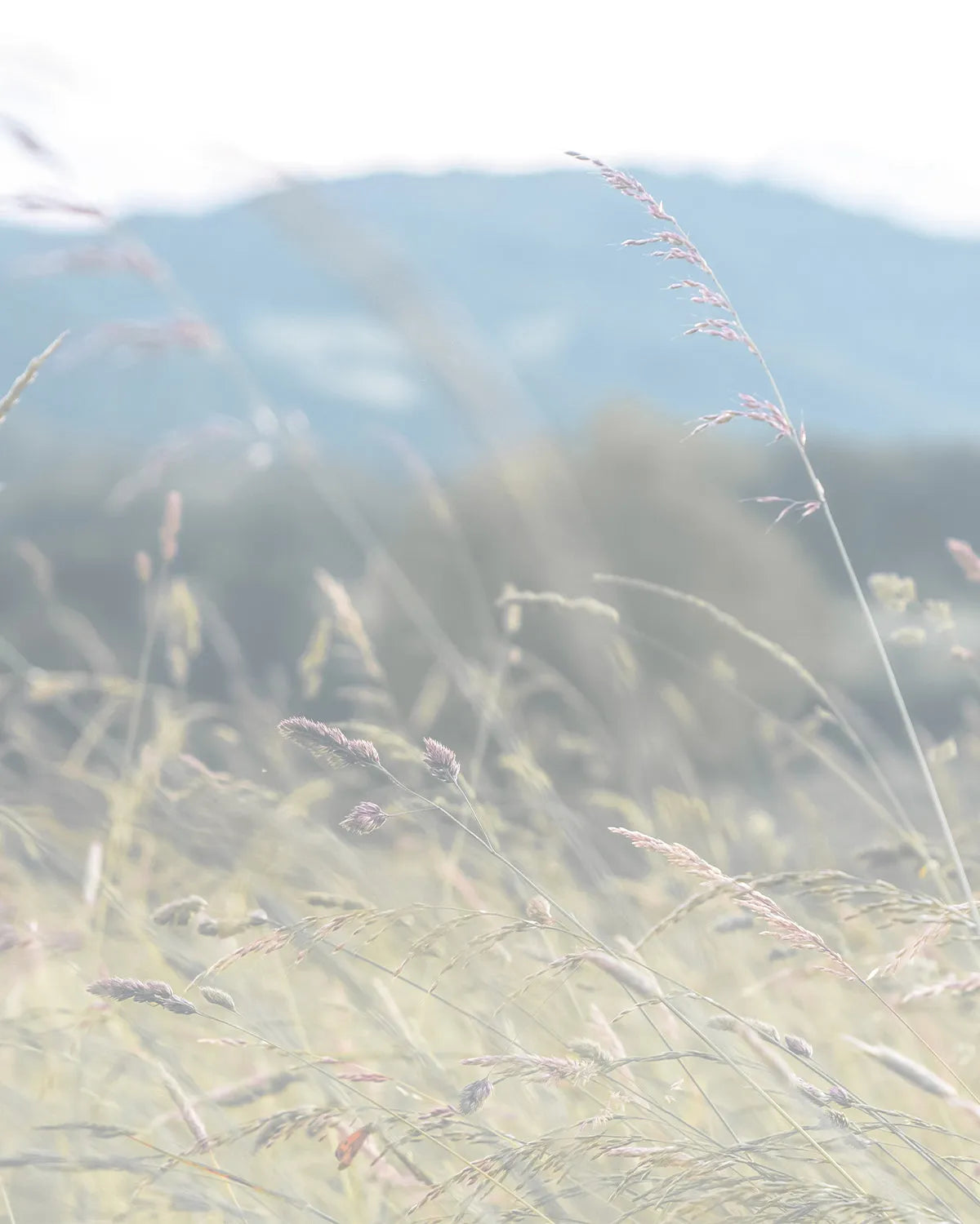 Lavender Fields Photo Mural Wallpaper from Olive et Oriel where you can shop wallpaper and artworks online