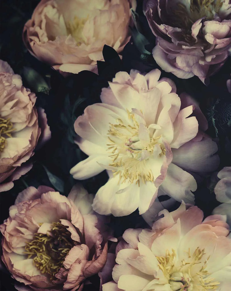 Peel and stick wallpaper featuring a dense, dark composition of various peony blooms in shades of blush pink, dusty rose, and creamy white. The flowers are captured in different stages of opening, with some showing tightly packed petals and others revealing their delicate yellow stamens. The background is a deep, dark green, creating a moody and rich botanical design with a photographic quality.