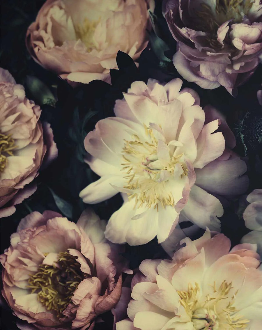 Peel and stick wallpaper featuring a dense, dark composition of various peony blooms in shades of blush pink, dusty rose, and creamy white. The flowers are captured in different stages of opening, with some showing tightly packed petals and others revealing their delicate yellow stamens. The background is a deep, dark green, creating a moody and rich botanical design with a photographic quality.