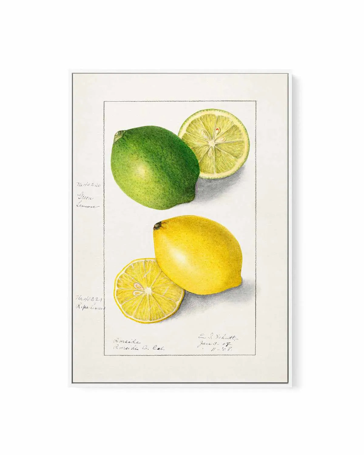 Lemon & Lime Vintage Poster | Framed Canvas Art Print from Olive et Oriel where you can shop wallpaper and artworks online