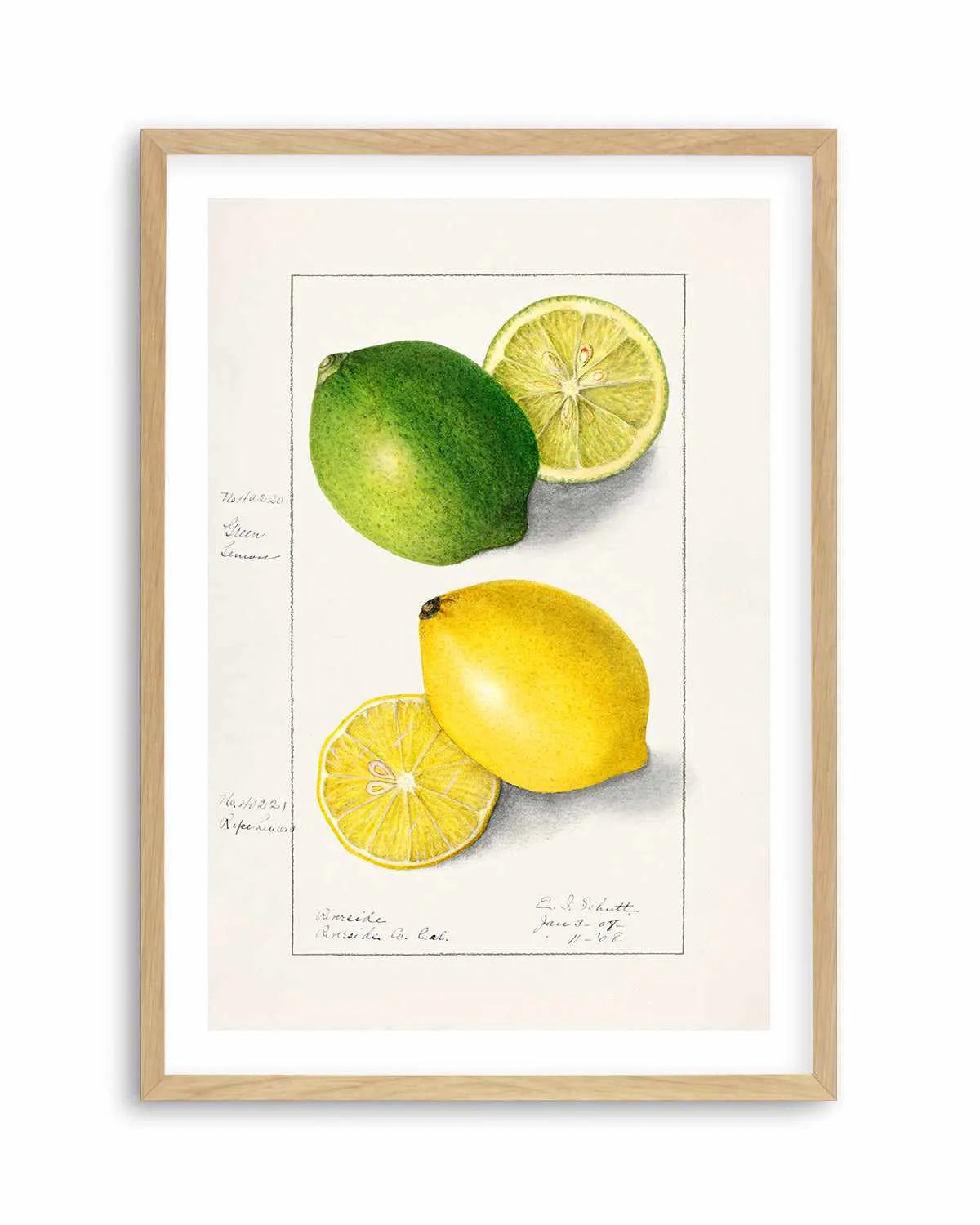 Lemon & Lime Vintage Poster Art Print from Olive et Oriel where you can shop wallpaper and artworks online