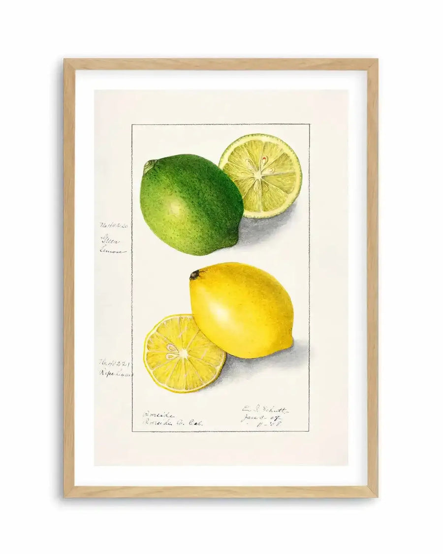 Lemon & Lime Vintage Poster Art Print from Olive et Oriel where you can shop wallpaper and artworks online