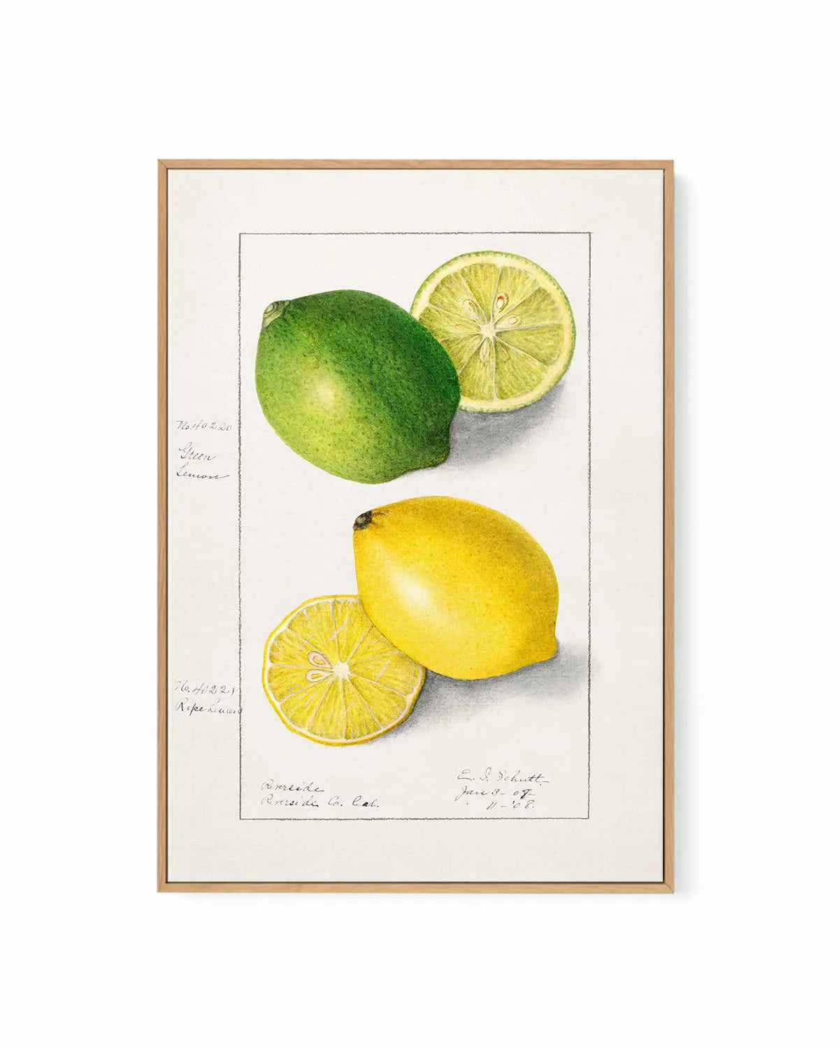 Lemon & Lime Vintage Poster | Framed Canvas Art Print from Olive et Oriel where you can shop wallpaper and artworks online