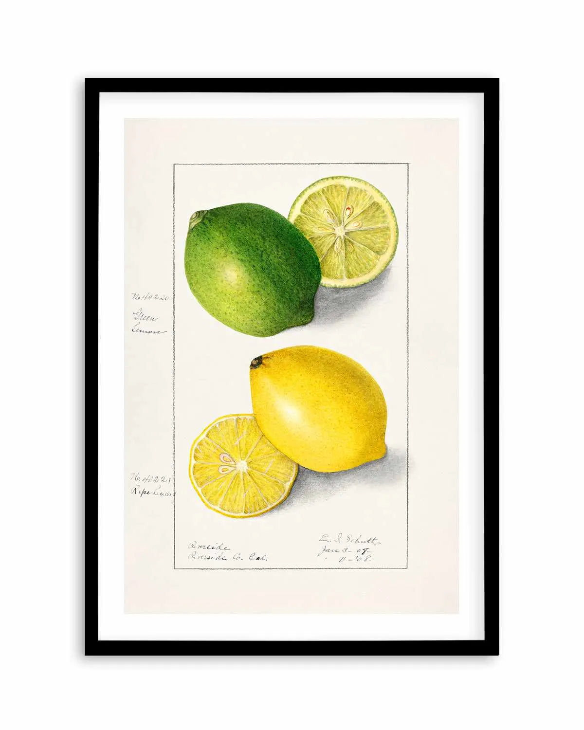 Lemon & Lime Vintage Poster Art Print from Olive et Oriel where you can shop wallpaper and artworks online